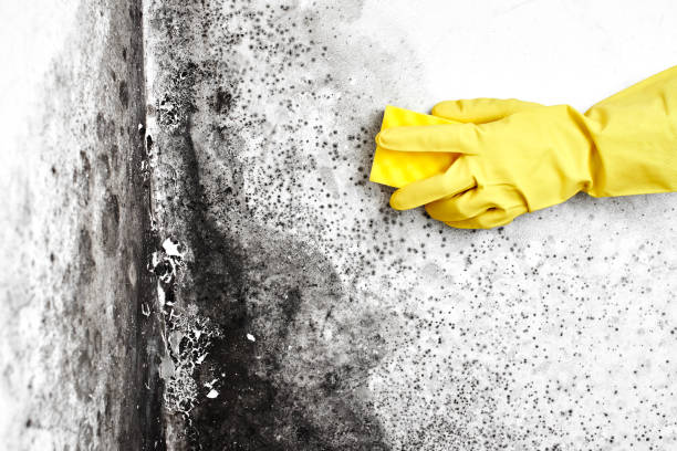 Best Office Mold Removal Services  in Callaway, MD