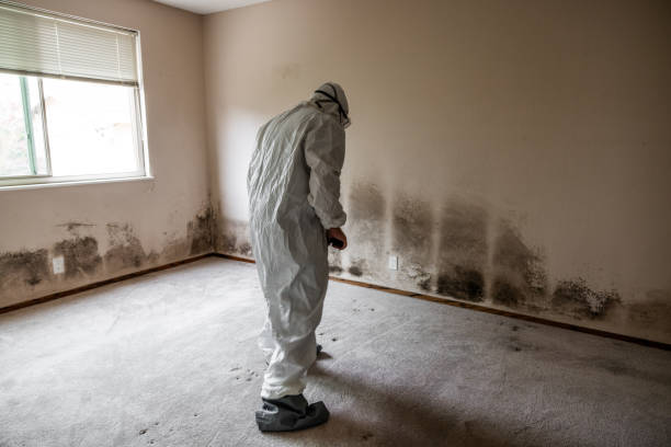 Best Mold Removal Process  in Callaway, MD