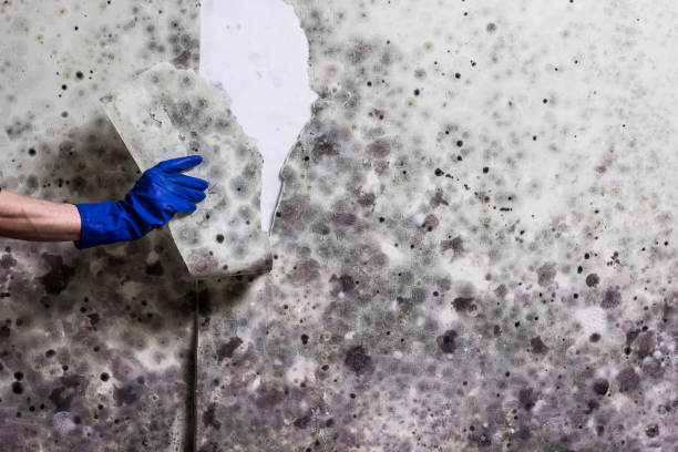 Best Same-Day Mold Removal  in Callaway, MD