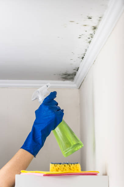 Best Mold Cleaning Services  in Callaway, MD